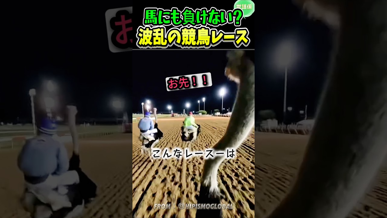 波乱のダチョウレース
