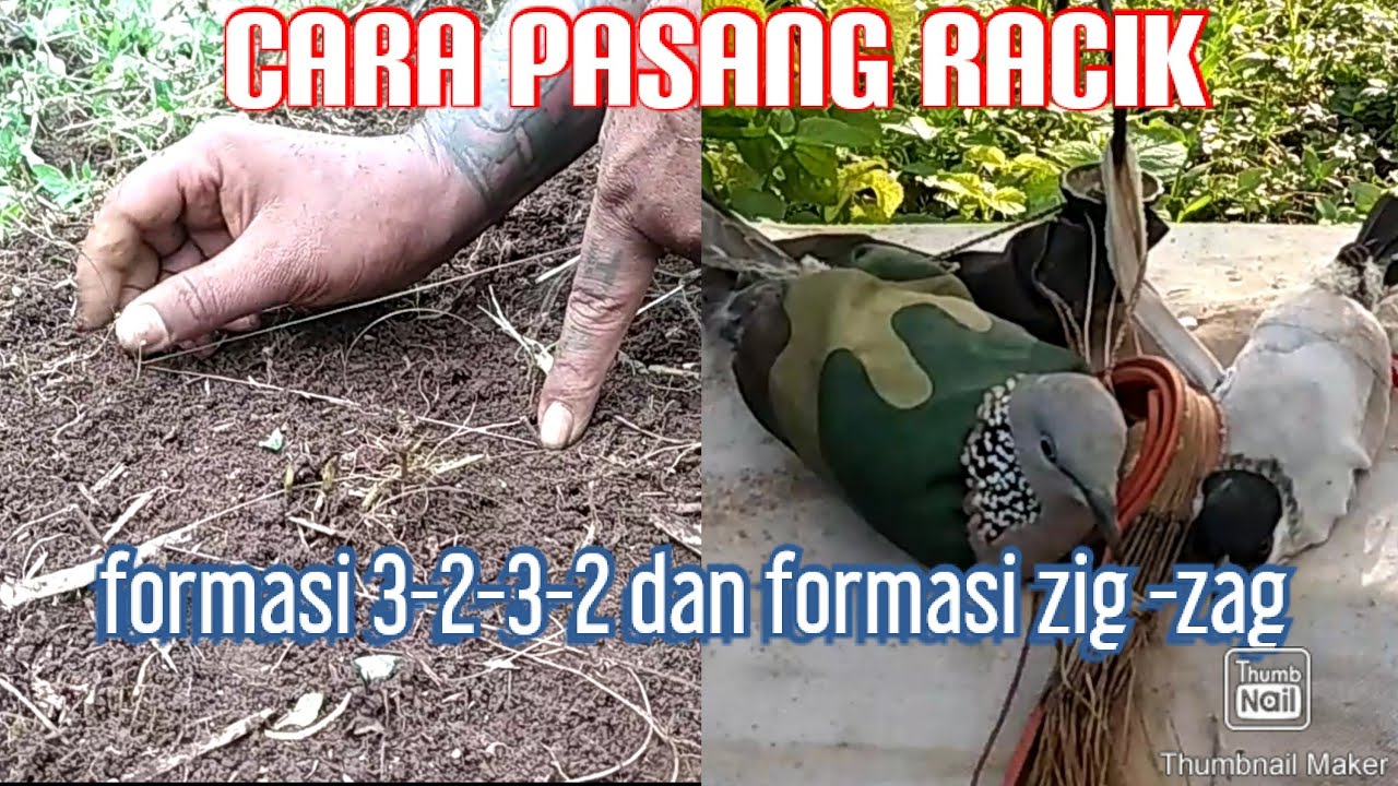 Cara setting area pemasangan pikat dan cara pasang racik area datar # ...