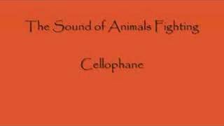 Cellophane by The Sound of Animals Fighting