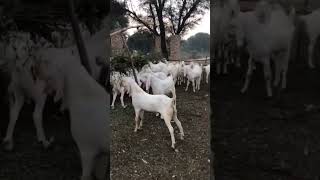 MashAllah cute goat farming #beautifullgoats  #ytstudio #goat #shorts #shortvideo #short