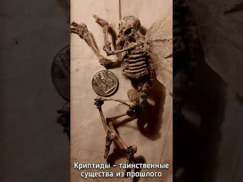 Криптиды - таинственные существа из прошлого