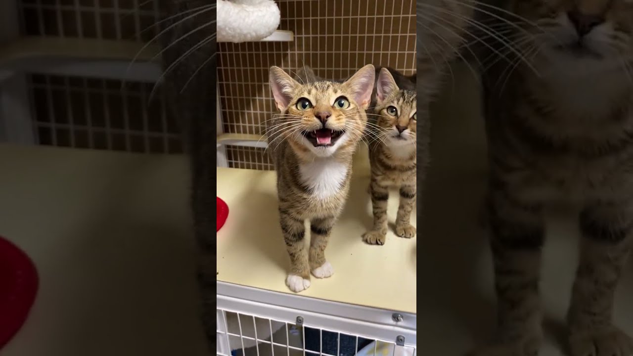 Youtube kitten meowing hotsell