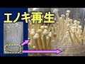 エノキ再生栽培　石突の一部からの再生　#エノキ,#再生栽培,#水耕栽培,#エノキダケ