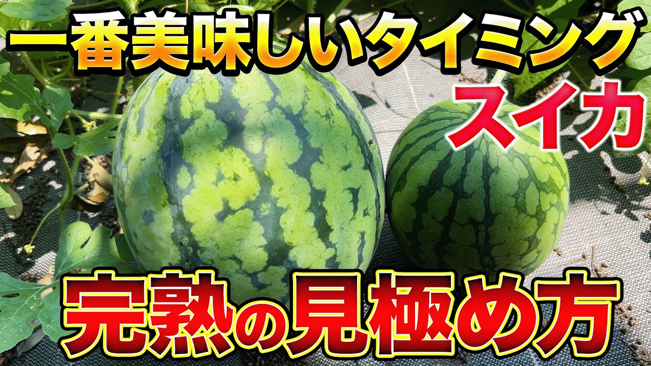 Sweetness at its finest] Identify ripeness just by looking