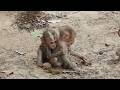 No Longer Alone! Left-Behind Baby Monkey Finds Warmth From Its Amazing Sister
