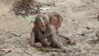 No Longer Alone! Left-Behind Baby Monkey Finds Warmth From Its Amazing Sister