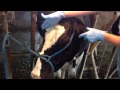 Excede 200 - Injection movie - Dairy
