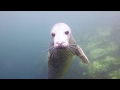 Farne Islands (diving with seals)