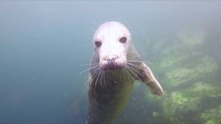 Farne Islands (diving with seals)