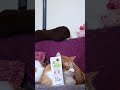 豆乳飲料　紅茶　260704　 #cat　 #cute #のせ猫 #cutecat　 #ネコ　 #猫のいる暮らし #豆乳飲料　 #kitten　 #紅茶
