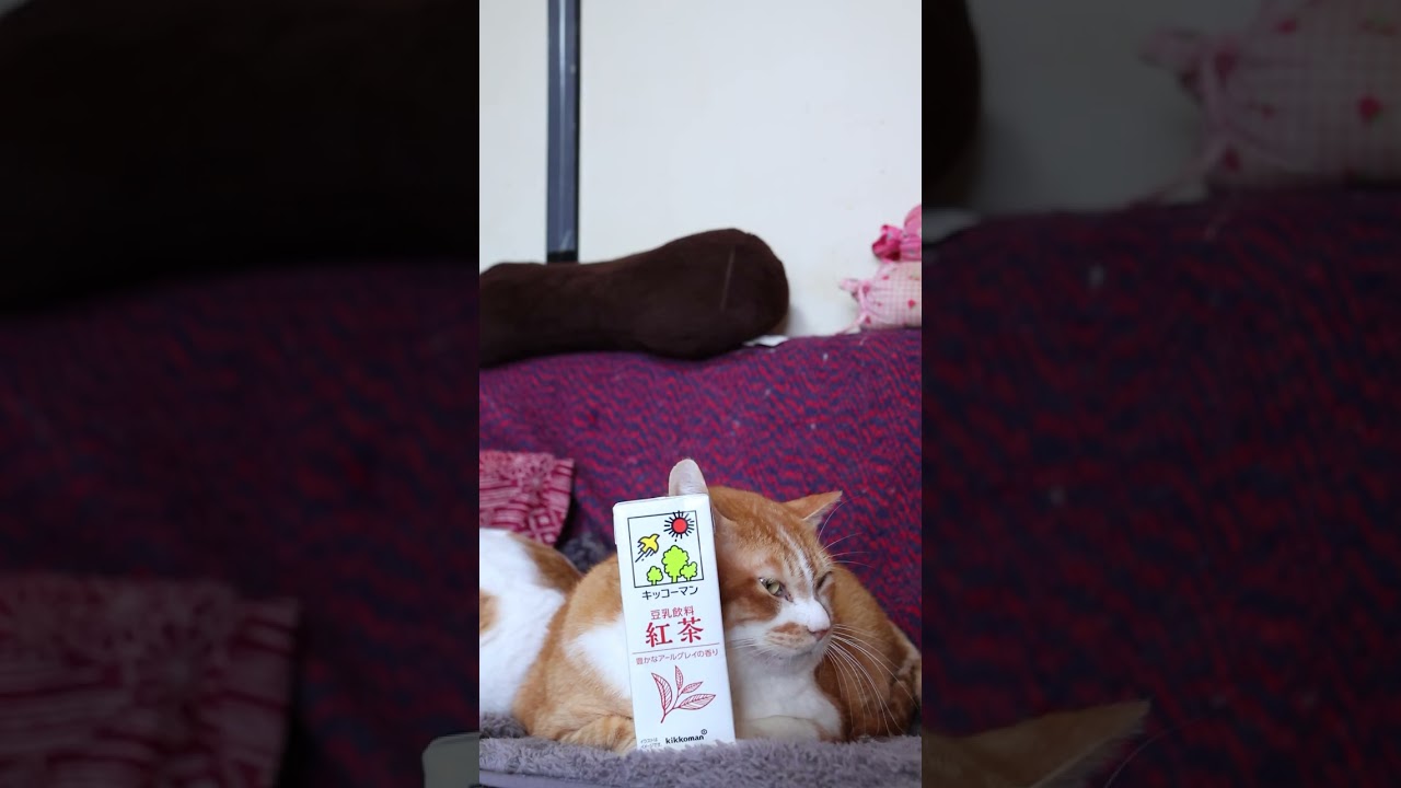 豆乳飲料　紅茶　260704　 #cat　 #cute #のせ猫 #cutecat　 #ネコ　 #猫のいる暮らし #豆乳飲料　 #kitten　 #紅茶