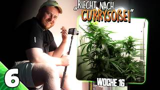 DENSE BUD GROWTH! 🍀 | Vivosun & Secret Jardin | luckyandstoned