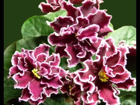 #899. Ирисы - самые яркие цветы