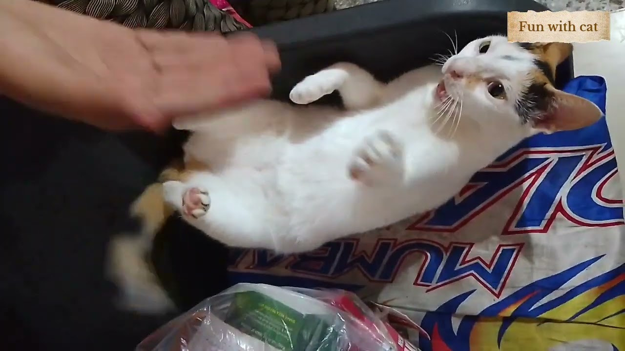 😂🤣bite on hand 😽😹😹watch till end 