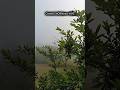 Coorg morning weather with mist #coorg_the_scotland  #morning  #morningmist  #vilagelife #coorg