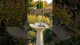 I Turned a Leaf Into a Concrete Birdbath 🍃🪨