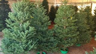 Gilbert Christmas tree lot