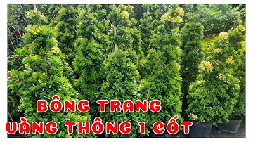 Cây Bông trang vàng thông 1 cốt | 0386569374 - Ngọc Ngân Bến Tre | Chuyên cây độc lạ