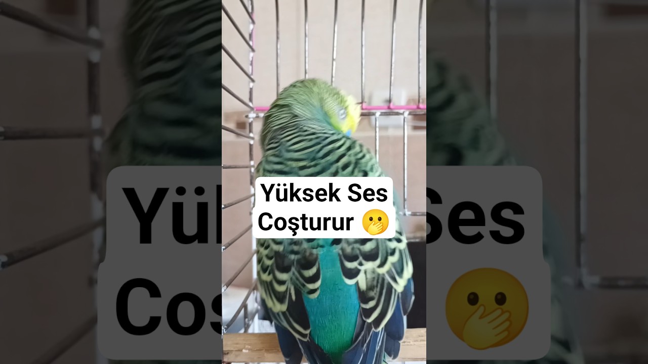 Yüksek Ses Coşturur #birds #talkingparot #talkingparot #budgies #vogel #parrot #cute #parakeet