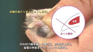 動物病院併設トリミングサロンのトリマーによる「愛犬の爪切り動画（短毛犬）」