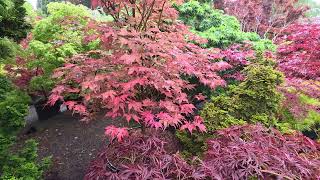CELEBRATION JAPANESE MAPLE IN SPRING - AMAZING MAPLES