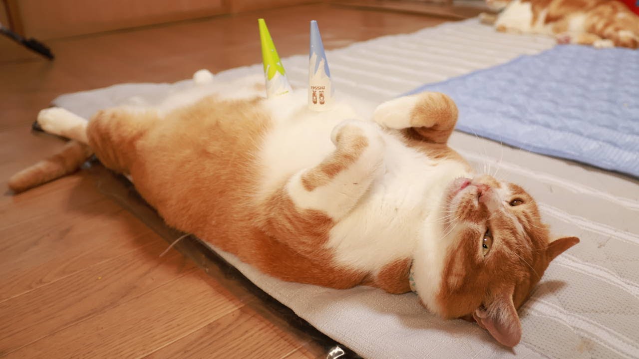 コーンスリーブのせぼー 251115 - YouTube