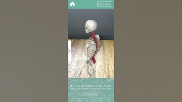 AR Skeleton App Demo