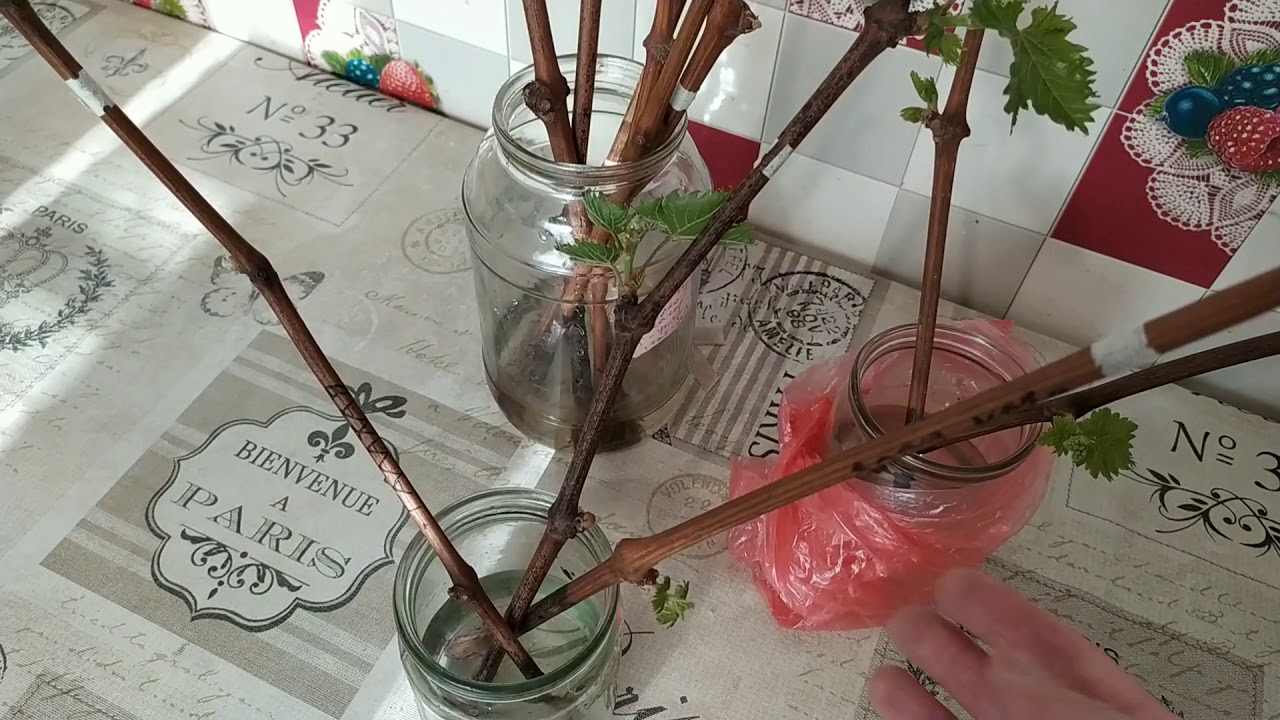 рошфор виноград саженцы. укореняем черенки винограда. зимующие черенки винограда. когда доставать виноград из погреба. проращивание черенков винограда.