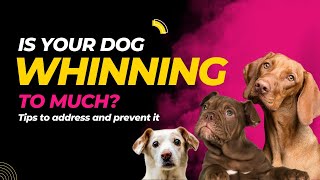 EMERGENCY: Stop Your Dog's Whining NOW or Regret It Forever! | Why Dogs Whine? Dos and Don'ts by All For Love 112 views 6 months ago 4 minutes, 5 seconds