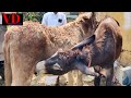 Donkey Milking & Feed|Ferme et alimentation des ânes|ฟาร์มลาและอาหารสัตว์|驢場和飼料|Village Dictionary