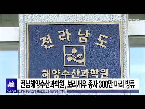 전남해양수산과학원, 보리새우 종자 300만 마리 방류[목포MBC 뉴스투데이]