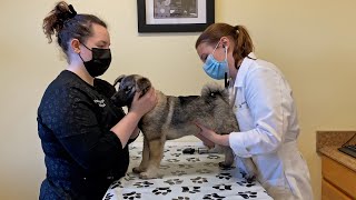 First Time Taking Our Norwegian Elkhound Puppy to the Vet