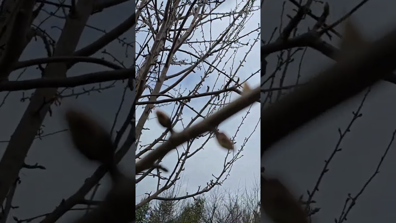 Pear trees for wildlife