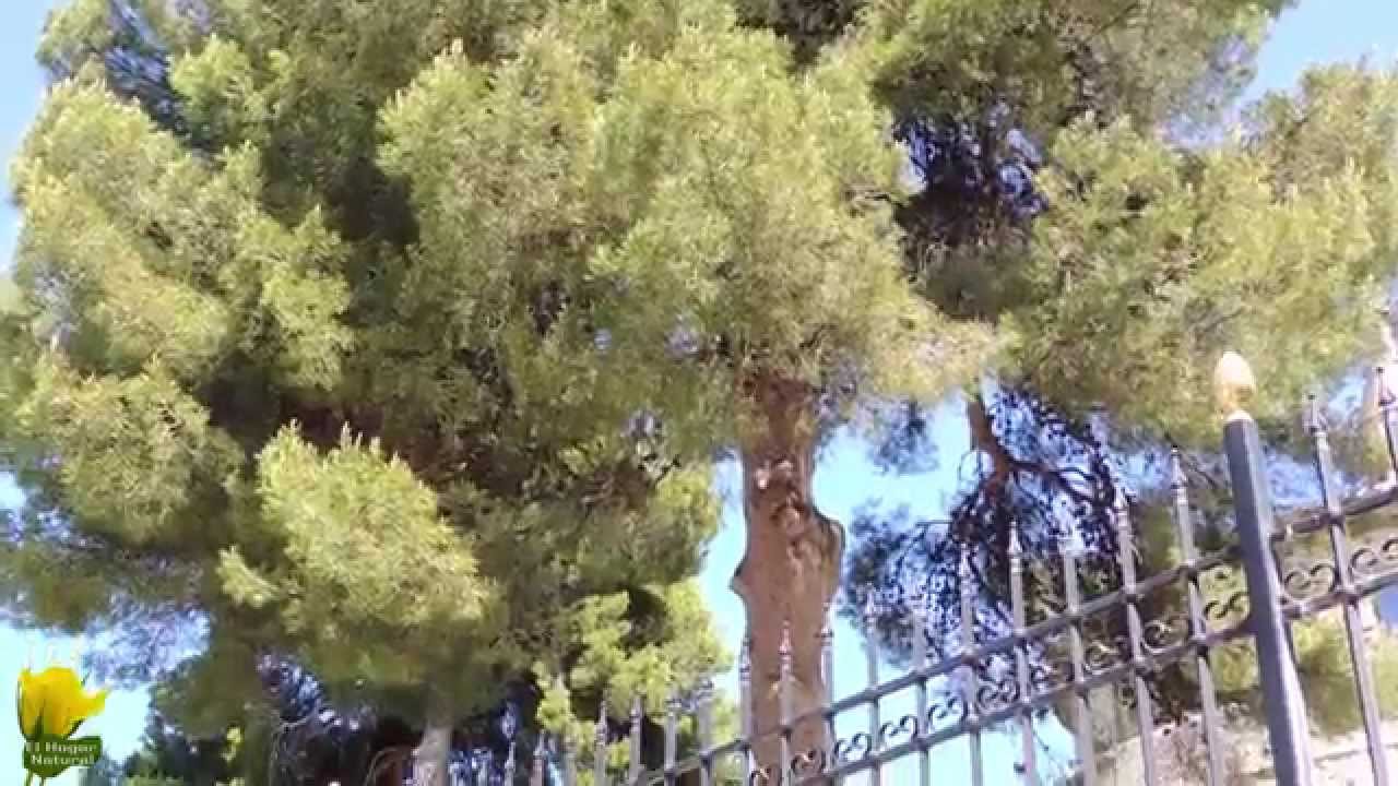 Árboles singulares de Villaviciosa de Odón