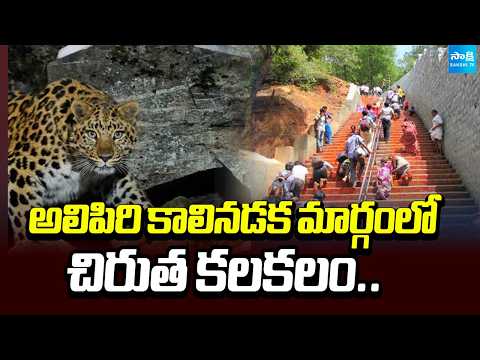 Leopard Spotted Tirumala Alipiri Footpath TTD Safety Advisory Devotees | Sakshi Tv - SAKSHITV
