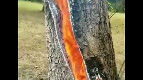 Tree burns from inside after getting struck by lightning, viral video stuns internet