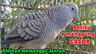 Perkutut Betina Memanggil Jantan - suara Manggung Gacor Mengundang Bunyi