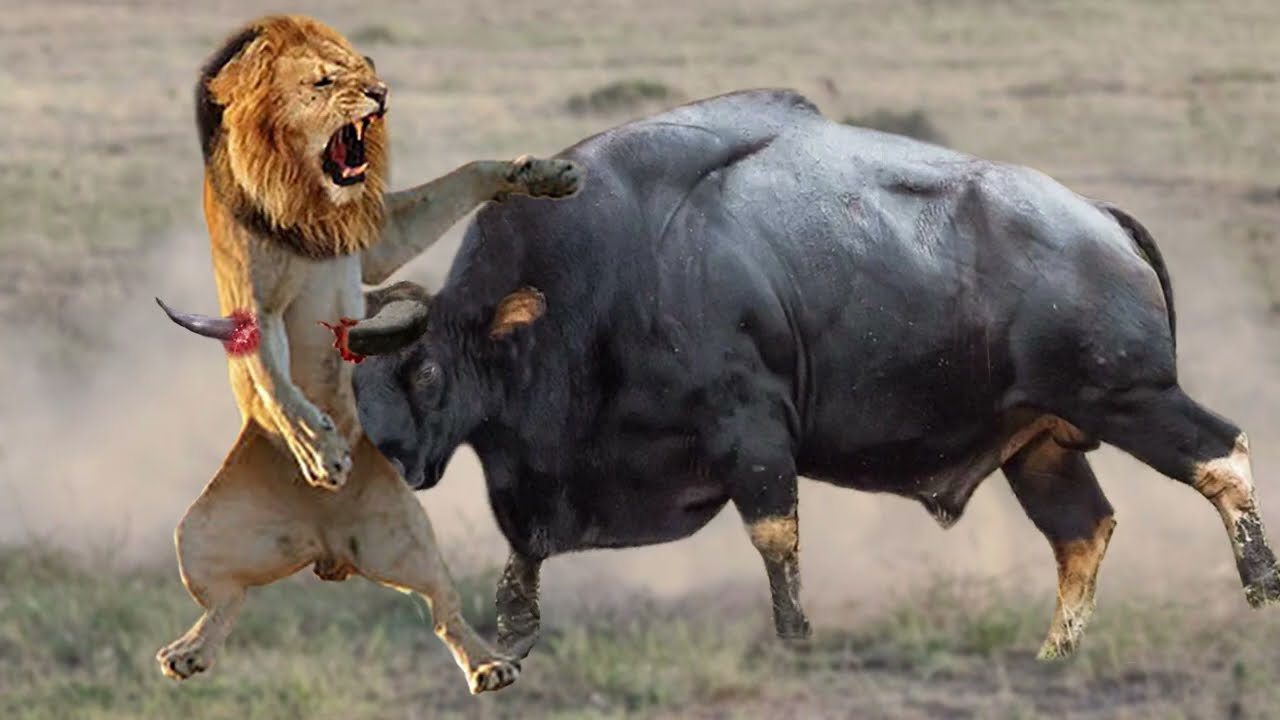 Buffalo Destroy Lion ▻ Angry Mother Buffalo Killed Lion To Save Her Calf -  Cheetah vs Wildebeest - YouTube