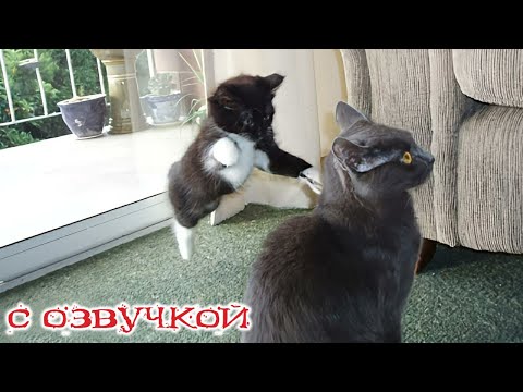 Приколы с котами! С озвучкой! СМЕШНОЕ ВИДЕО ПРО КОТОВ! Смешные животные! ТЕСТ НА ПСИХИКУ!