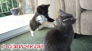 Funny animals! Funniest Cats and Dogs - 93 by Domi show 158,158 views 1 month ago 19 minutes