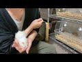 手乗り ハムスター♪主より 告知あります♪