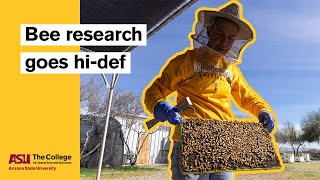 Bee research goes hi-def | OURS program gets inside the hive