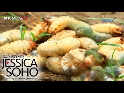 Video: Meat fly: paglalarawan, larvae, tagal ng buhay