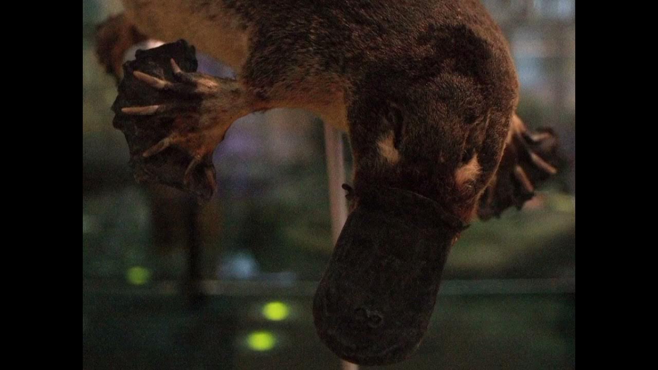 platypus-sound-effect-like-perry-the-platypus-youtube