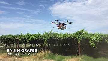 Application of beneficial insects with Parabug