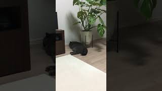 尻尾で返事してる風の猫 by Susuki 50 views 7 months ago 1 minute, 49 seconds