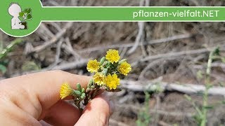 Stachel-Lattich Kompass - Ganze Pflanze - 27.06.18 Lactuca Serriola - Essbare Wildkräuter