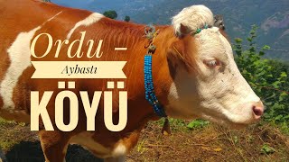 Ordu / Aybastı Köyü