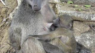 Baboon mother suckling her infant.