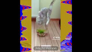 I Hate The G-Major Collection 1-100 Part 4 31-40 200 Exports